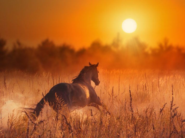 Ein Pferd galoppiert durch ein golden anmutendes Feld bei Sonnenuntergang.